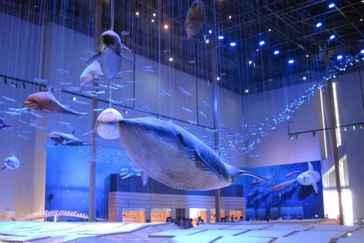 Marine Life Museum