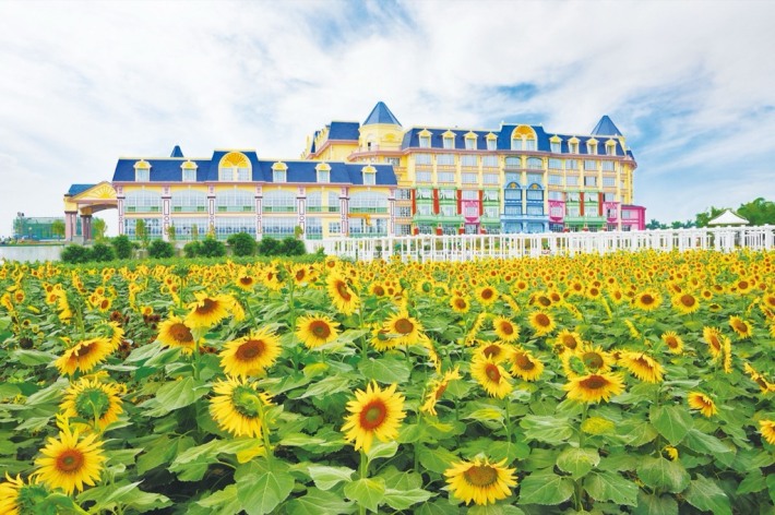 Sunflower Garden