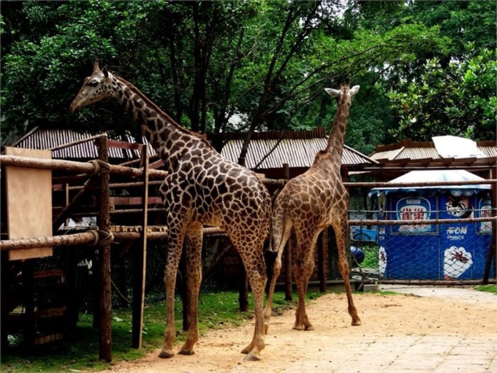 Wuxi Zoo