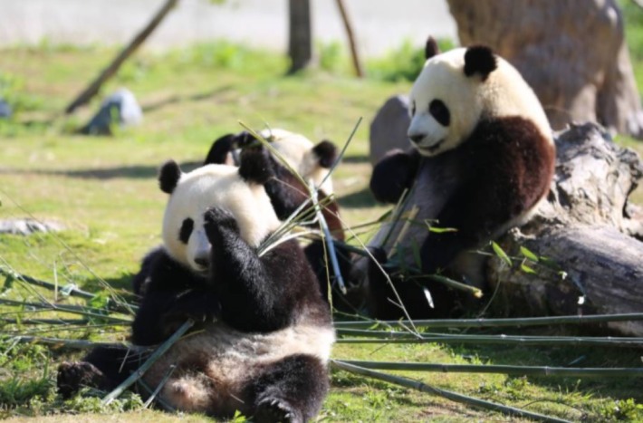 Panda Park
