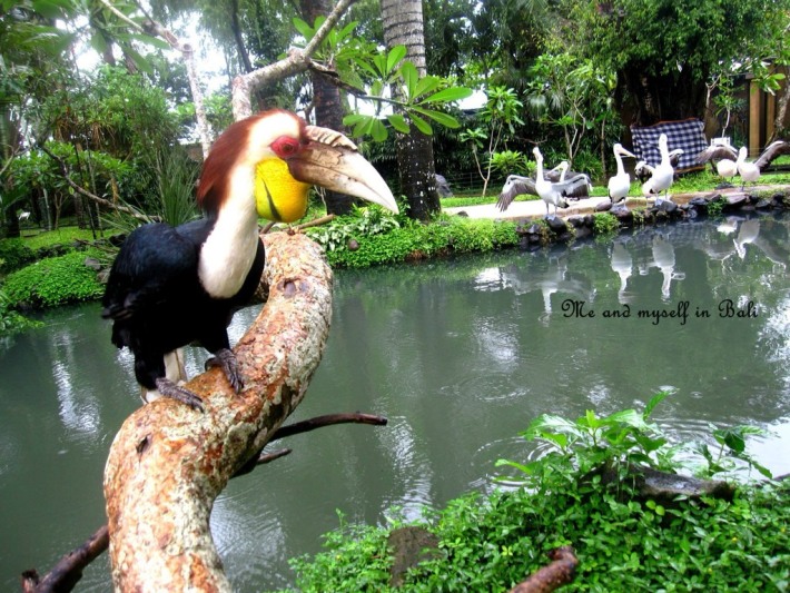 Bird Garden