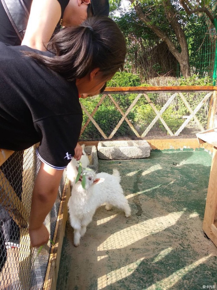 Small animal village