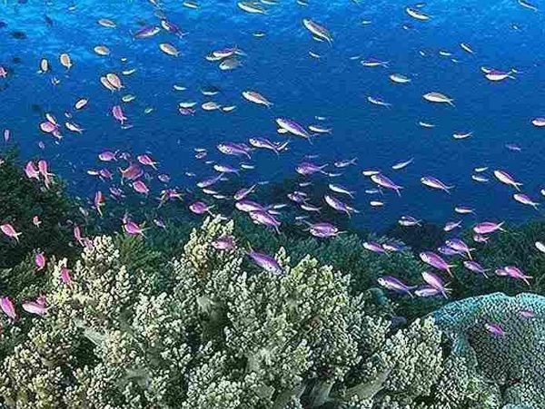 Beihai Underwater World