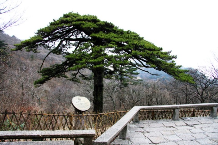 Black Tiger Pine