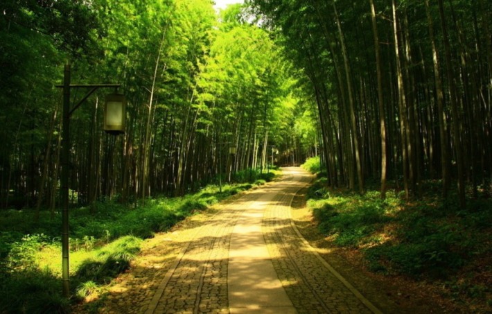 Bamboo-lined path at yunqi