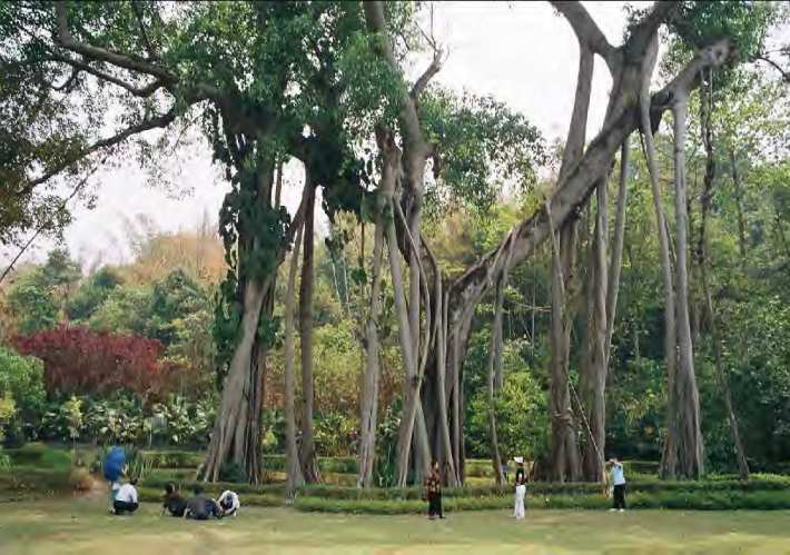 One tree forest