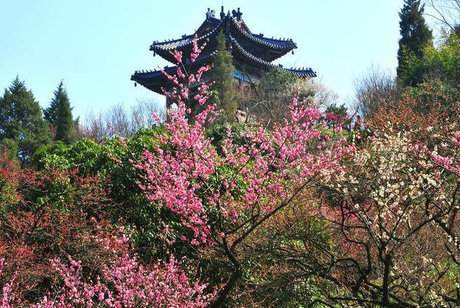Plum Blossom Valley