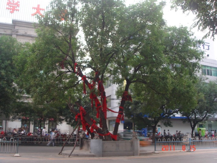 ancient locust tree