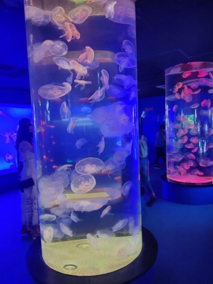 Dream Jellyfish Palace