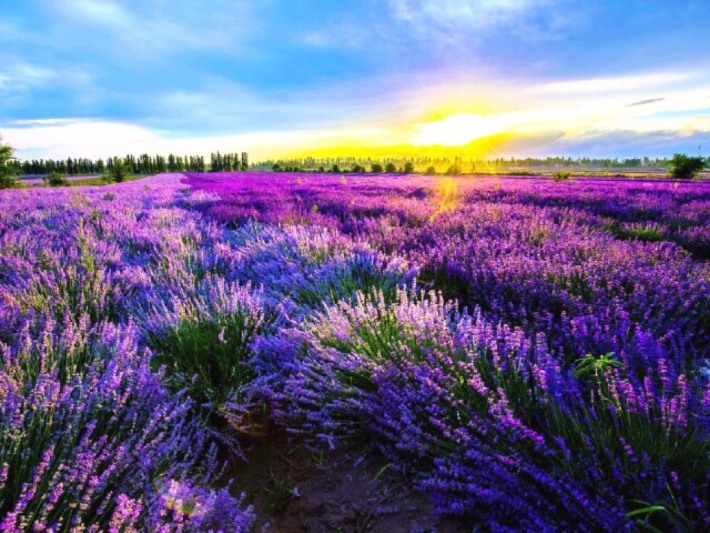 Princess Jieyou Lavender Garden
