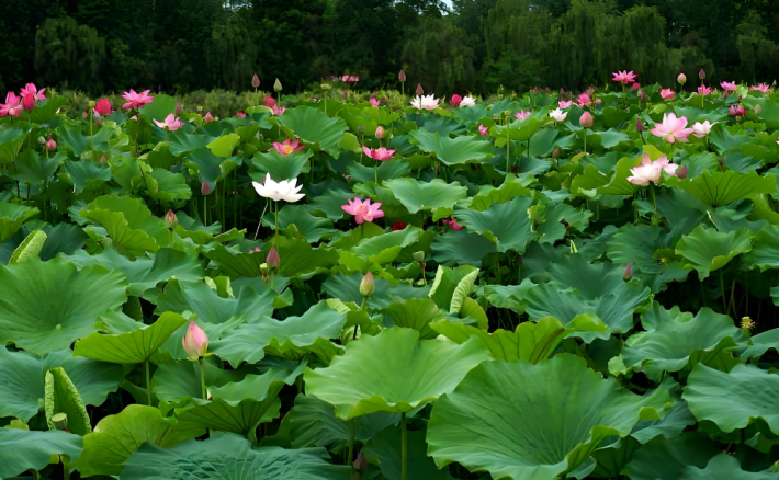 Lotus Pond Moonlight Scenic Area