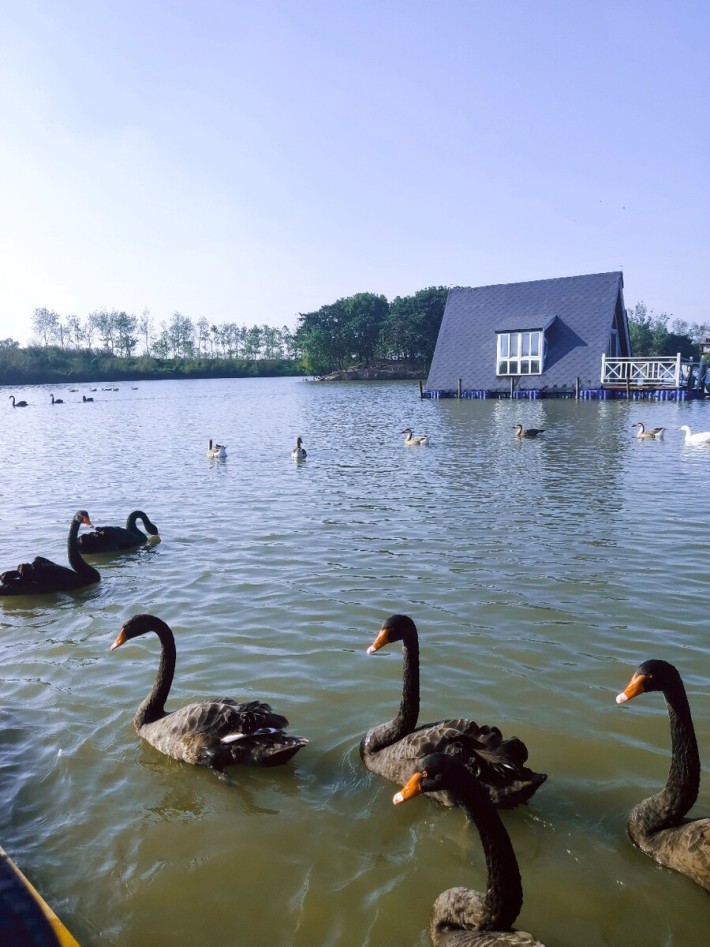 Fengjie Swan Lake Scenic Area