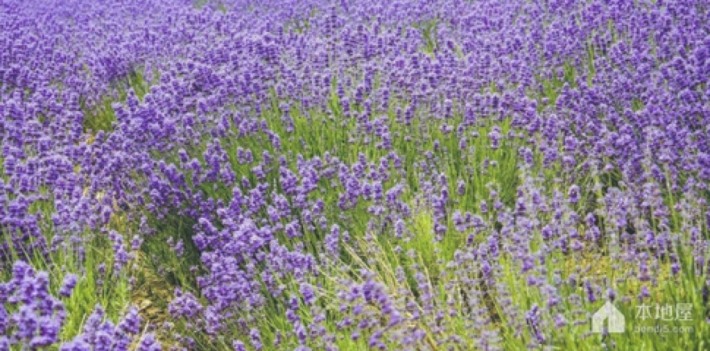 Zisu Liren Lavender Industry Creative Park Scenic Area