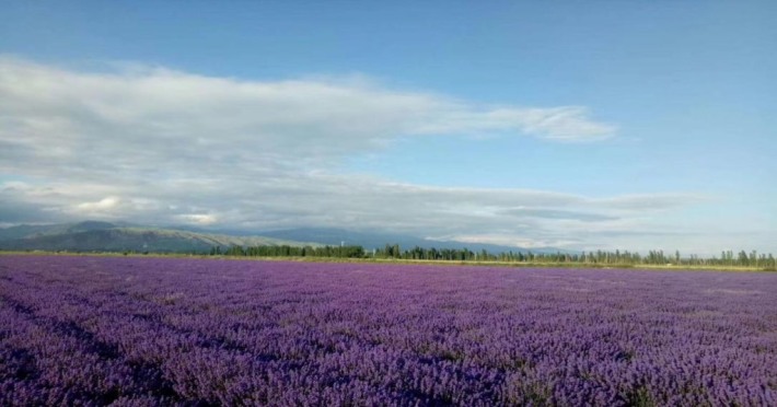 Ayido Lavender Cultural Tourism Scenic Spot in Huocheng County