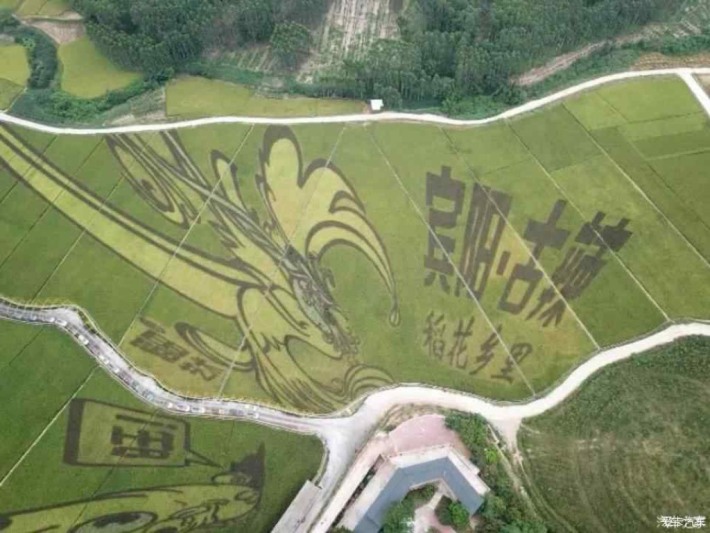 Binjiang County Gula Rice Flower Fragrance Tourism Area