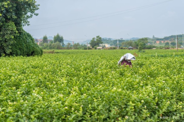 Nanning Zhonghua Jasmine Garden