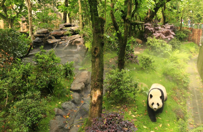 Panda Valley