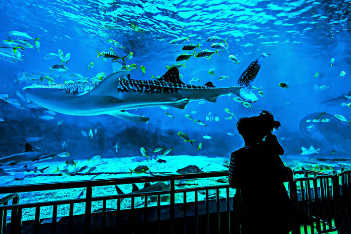 Yantai Haichang Whale Shark Ocean Park
