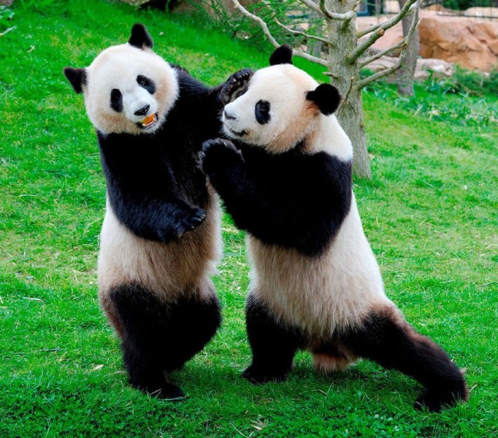 panda village