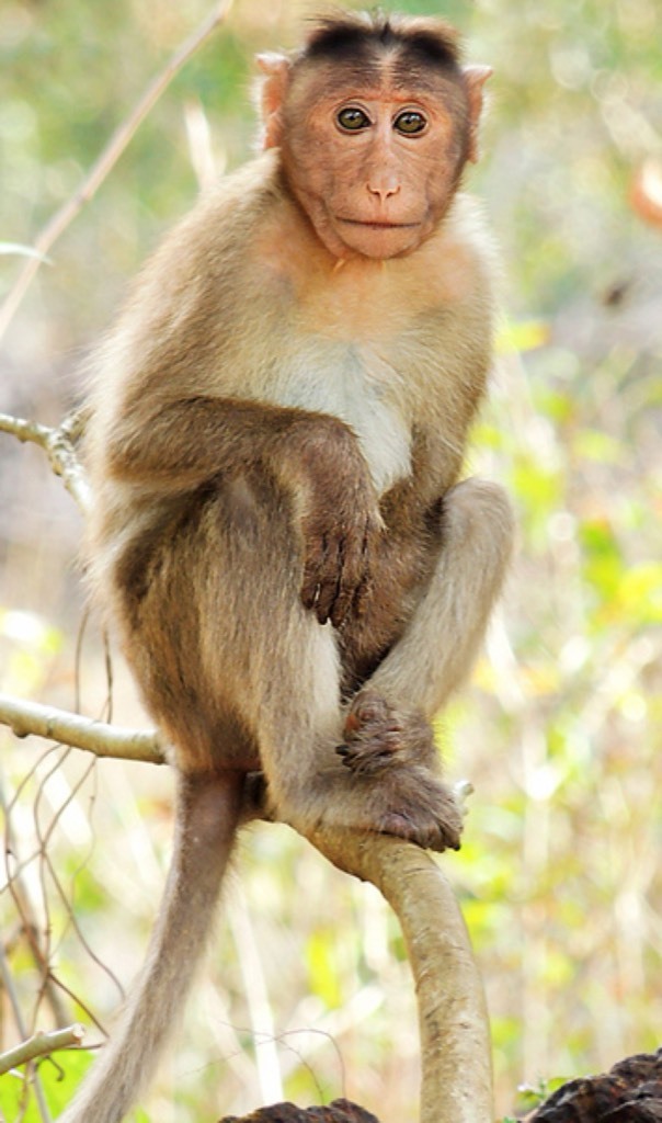 monkey mountain