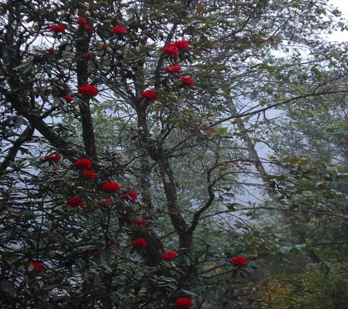 Tengchong Cherry Blossom Valley