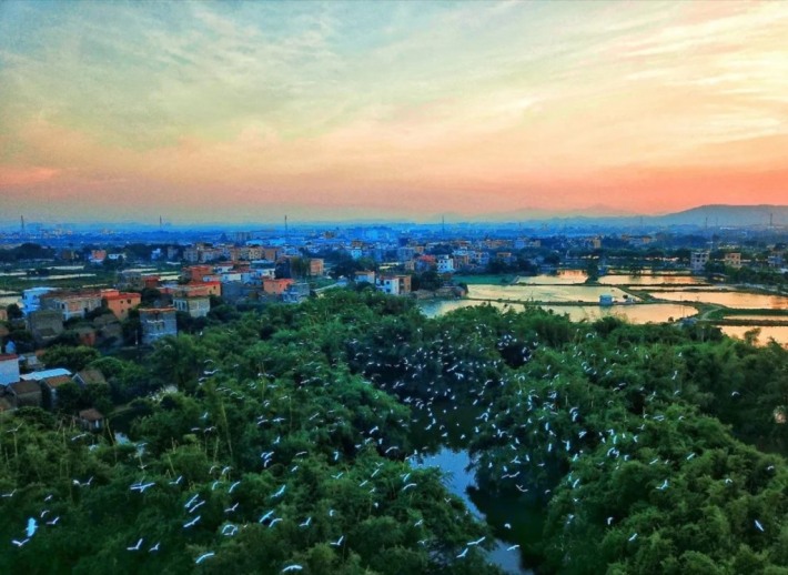 Heron Paradise