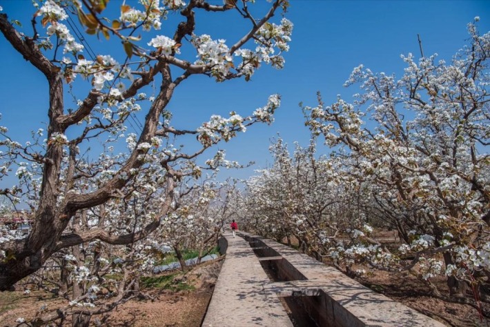 Shichuan Ancient Pear Orchard (World's First Ancient Pear Orchard)