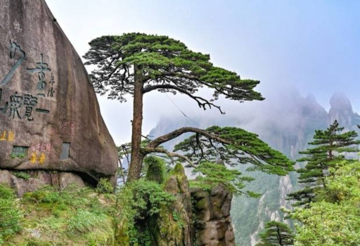 The Pine Greeting Guests