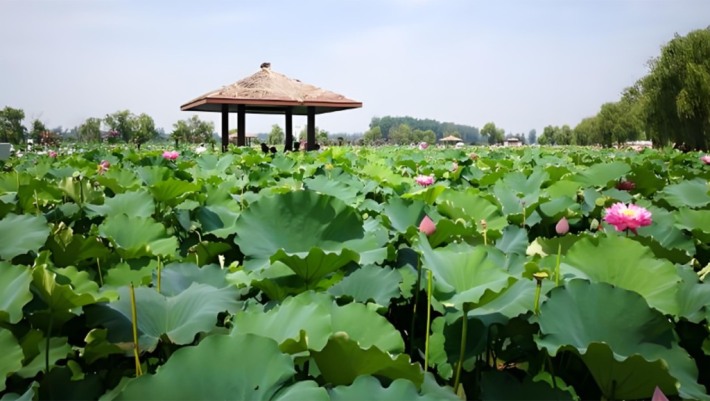 lotus pond