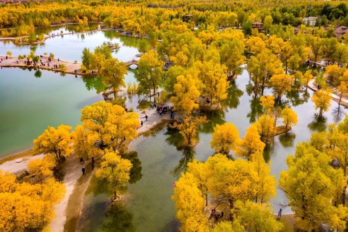 Jinta Desert Populus Euphratica Forest