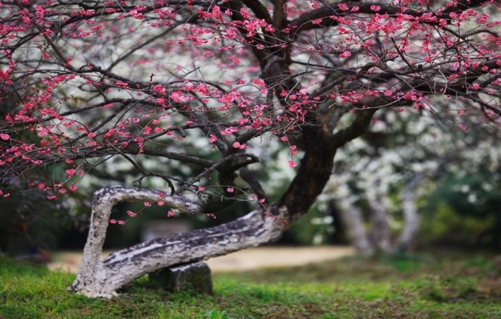 Lingfeng Exploring Plum Blossoms