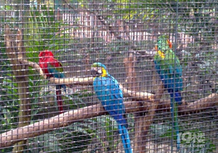 Aviary