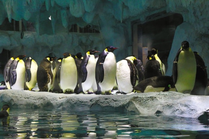 Penguin Pavilion