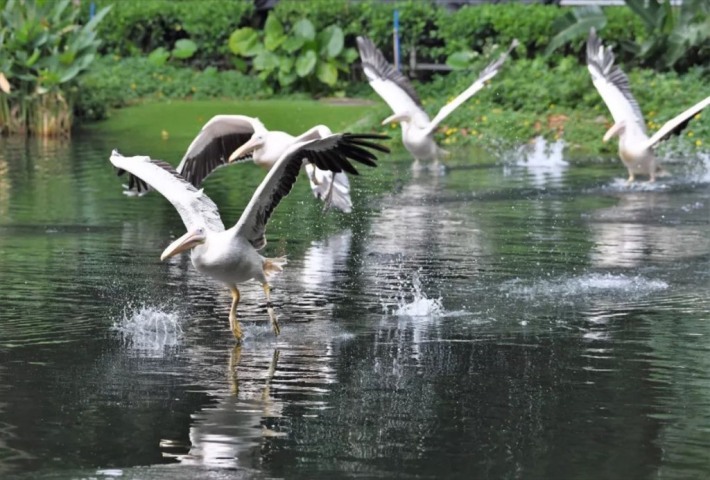 Bird Paradise