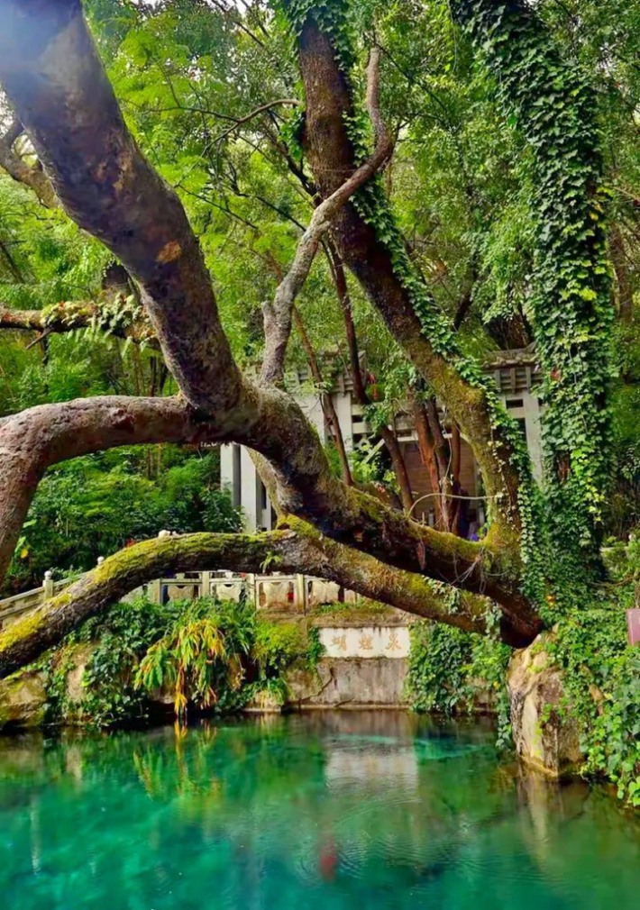 Butterfly Spring