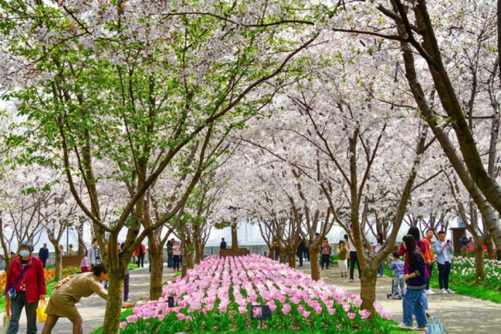 Qinkey Spring Garden