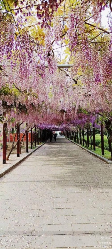 Wisteria Corridor