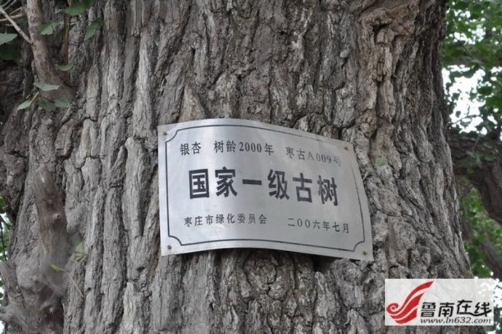 ancient ginkgo tree