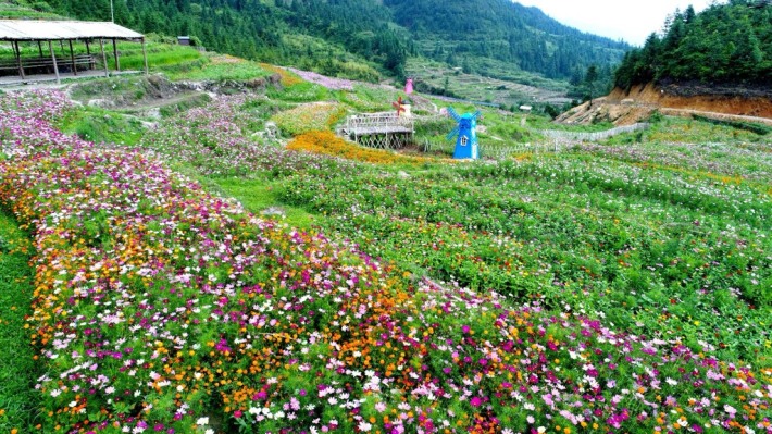 Terraced fields and sea of ​​flowers