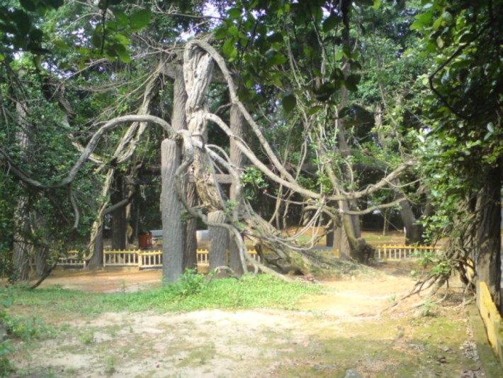 Panlong ancient vine