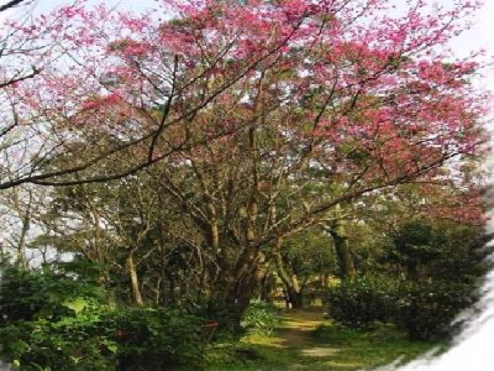 Sakura Villa