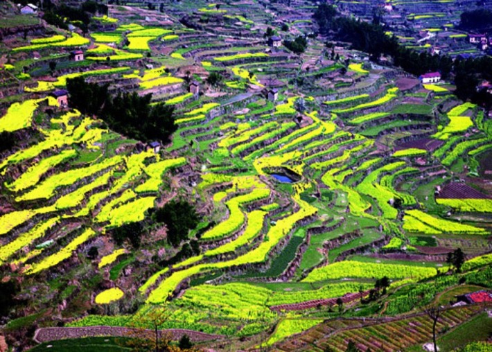Colorful terraced fields
