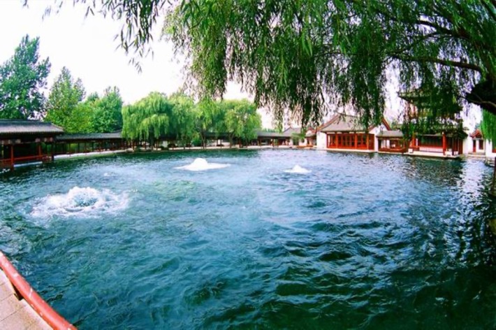 plum blossom spring