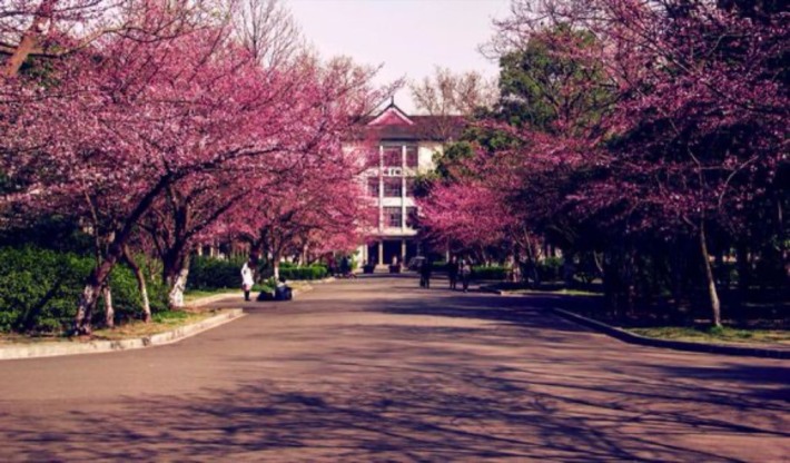 Sakura Avenue