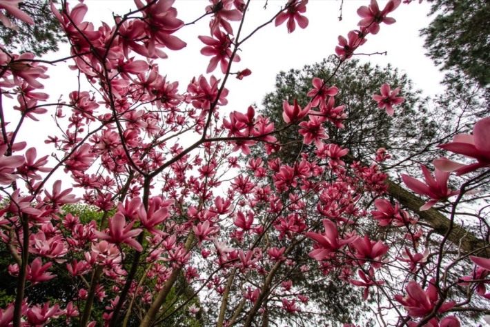 fragrant garden