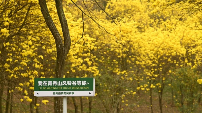 Yellow Flower and Windbell Garden