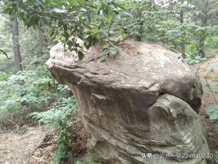 golden toad stone