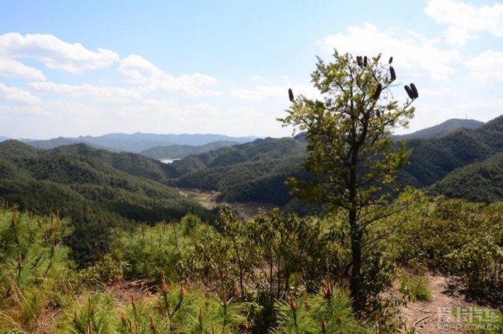corvi de
