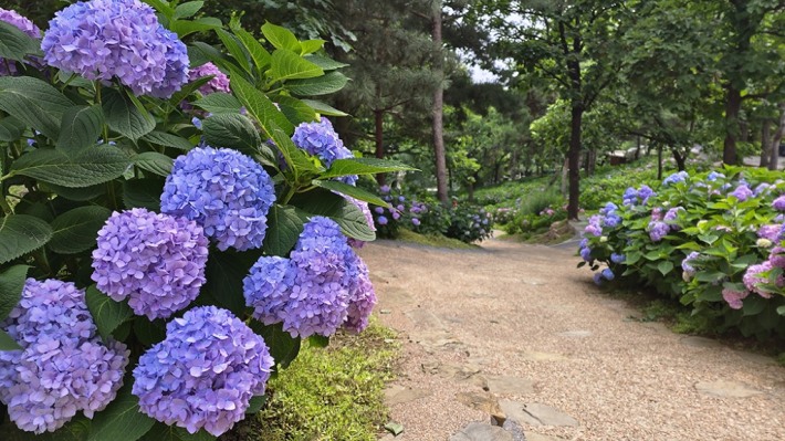 Hydrangea garden