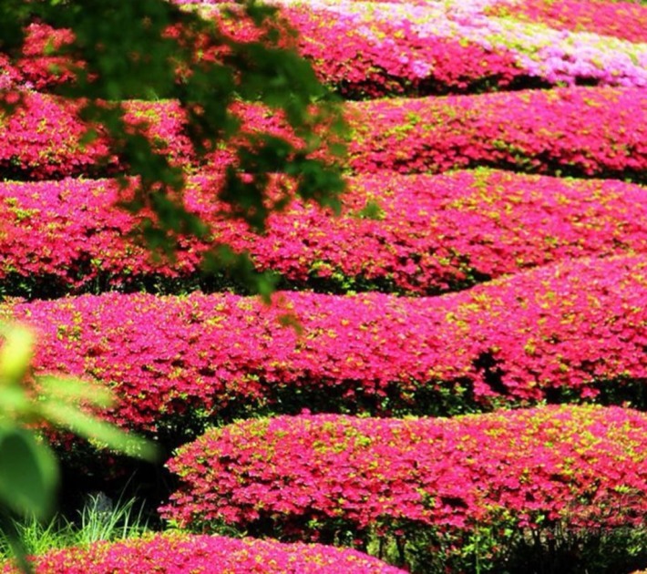 Rhododendron sea